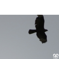 گونه سارگپه استپی Common Buzzard